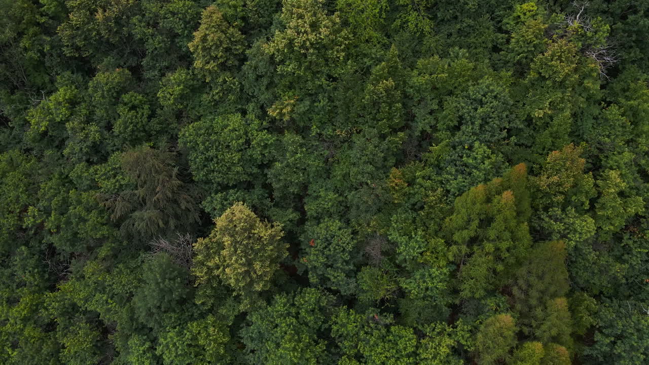 hermoso bosque verde en la cordillera de los alpes orobie durante el soleado día de verano en italia