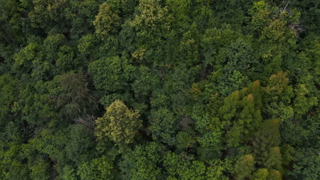 Hermoso-Bosque-Verde-En-La-Cordillera-De-Los-Alpes-Orobie-Durante-El-Soleado-Día-De-Verano-En-Italia