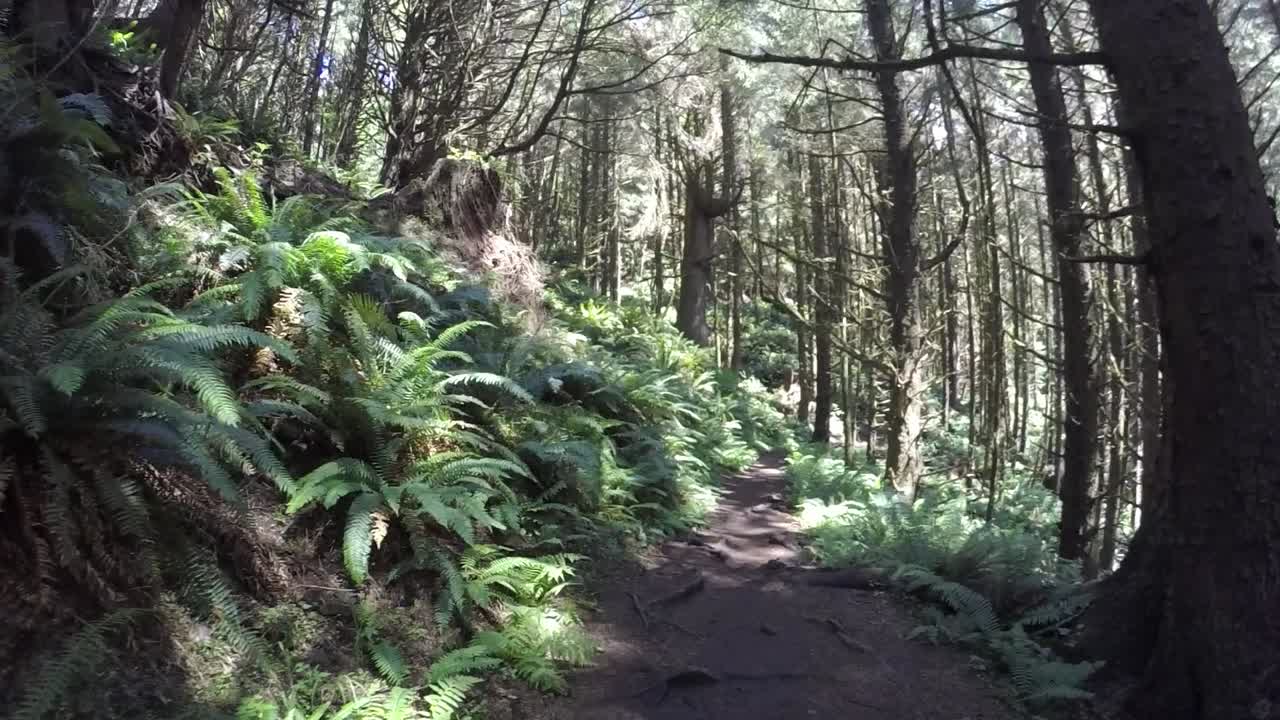 Walking on a trail in the middle of the forest