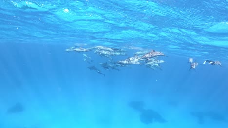 una manada de delfines nadando justo debajo de la superficie del mar