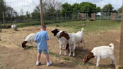 boy feeding goats at farm attraction