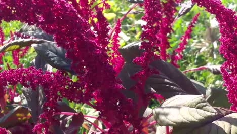 Amaranth-Plant-Marco-Close-Up