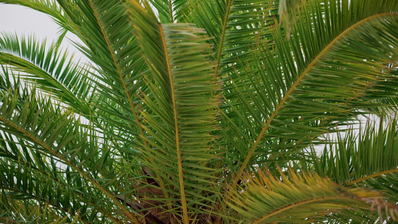 Close ip of fresh green palm leaves swaying gently in daylight