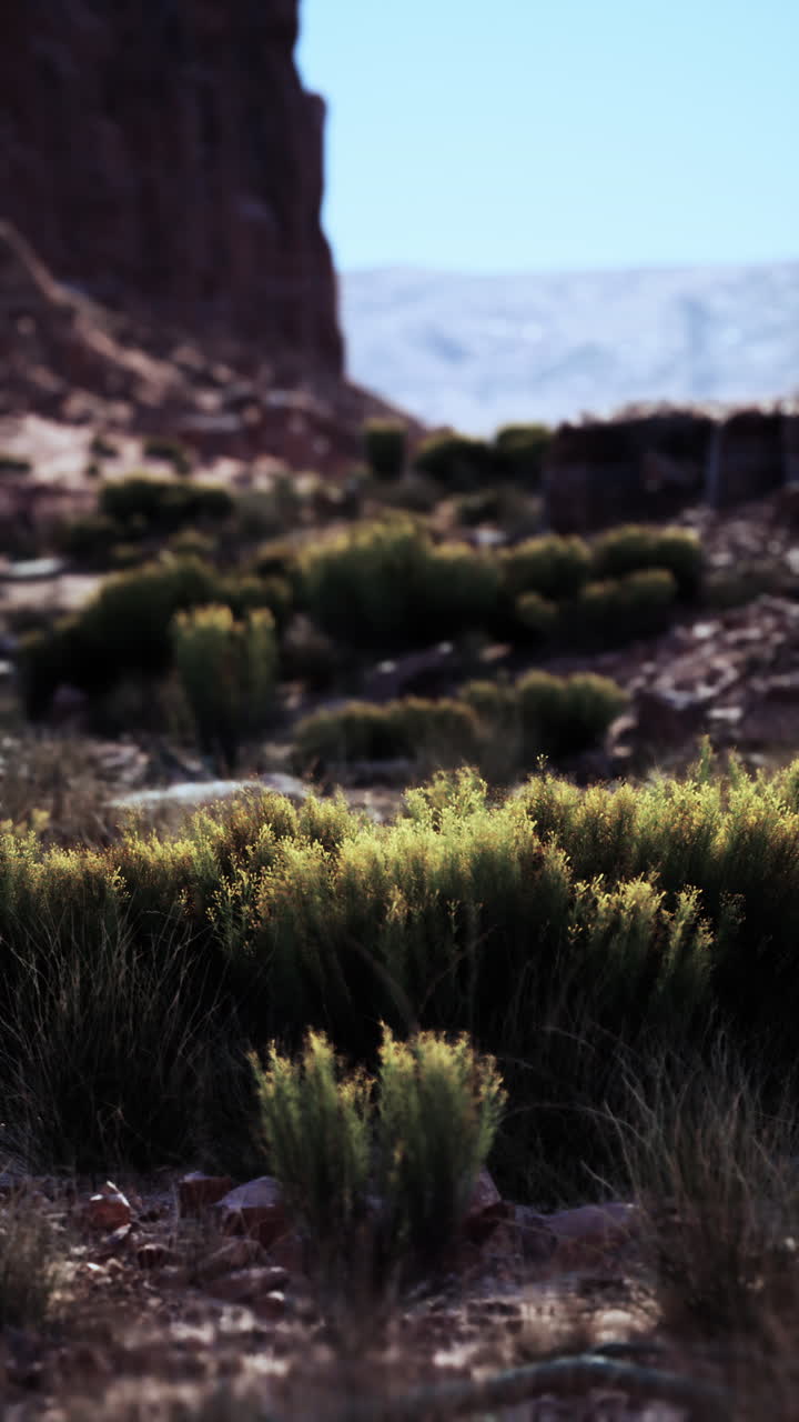 paisaje desértico con una montaña en el fondo