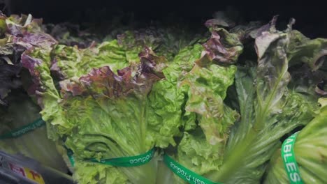 fresh, green, leafy lettuce - close up