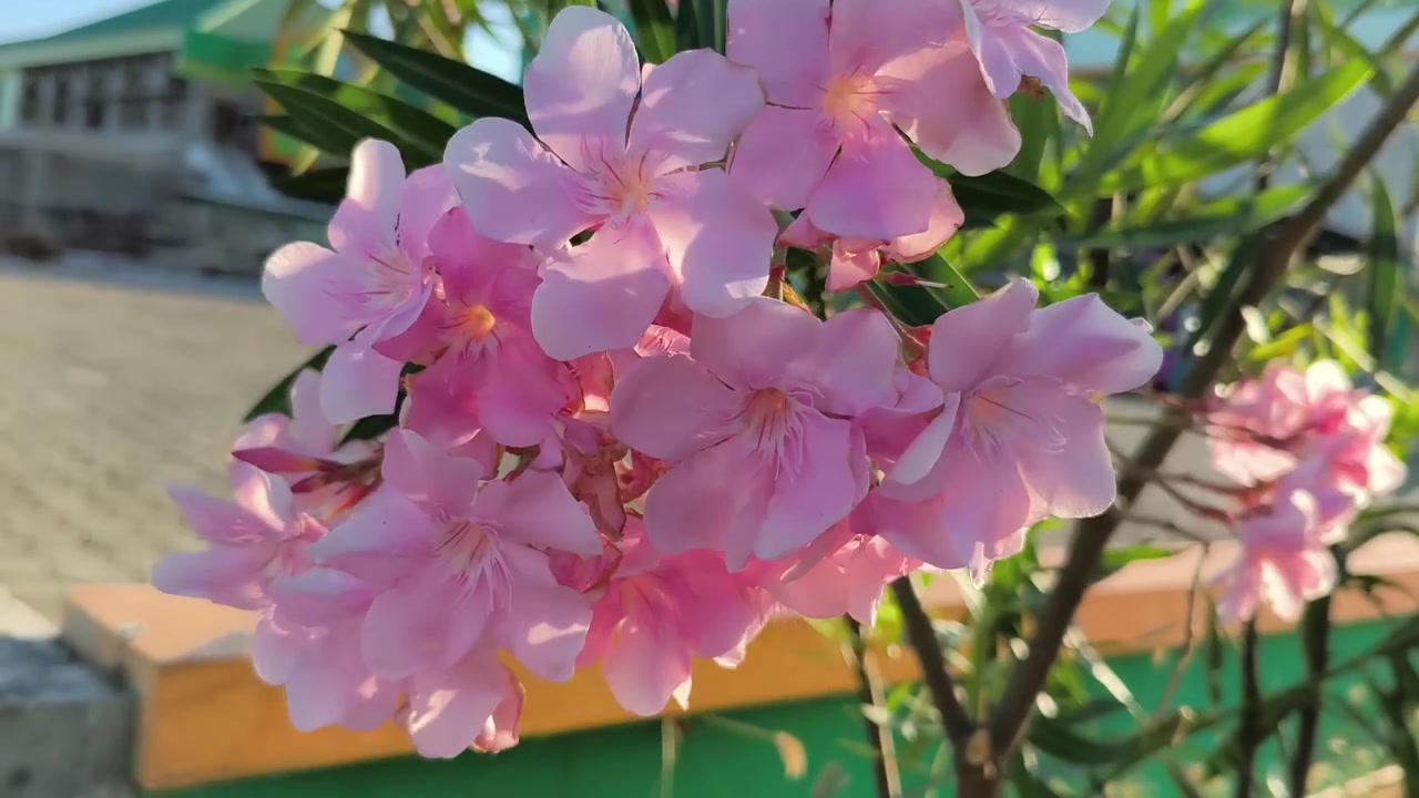 Primo piano di fiori di oleandro rosa che ondeggiano nella brezza