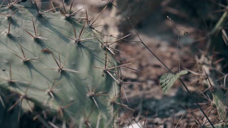 green flat cactus with large needles grows in grey soil