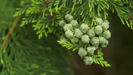 Grüner-Thuja-Zweig-Mit-Frischen-Kleinen-Zapfen,-Nahaufnahme