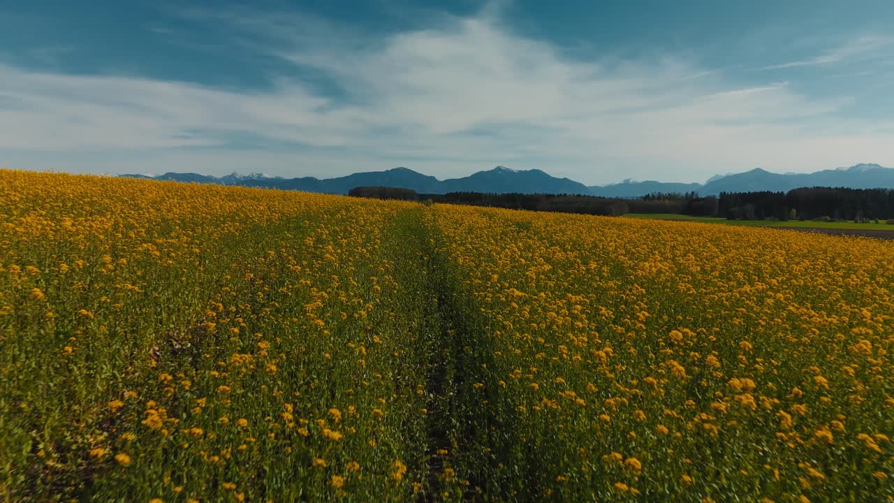 Campo di fiori gialli nella Baviera rurale vicino al Lago Chiemsee con le Alpi, foresta e natura