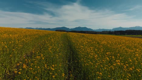 Campo-De-Flores-Amarillas-En-La-Baviera-Rural-Cerca-Del-Lago-Chiemsee-Con-Montañas-De-Los-Alpes,-Bosques-Y-Naturaleza