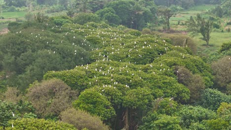 White great egret herd on the green trees