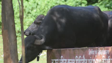 Buffalos-grazing-in-a-field-near-waterfalls-of-Usri-River-at-Usri-falls-in-Giridih,-Jharkhand,-India-on-Tuesday,-6th-October,-2020