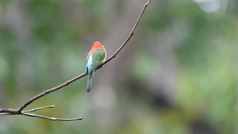 chestnut-headed bee-eater, merops leschenaulti, 4k footage, kaeng krachan national park, thailand