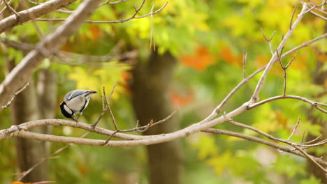 Japanese-or-Oriental-Tit-Bird-Pecking-Seed-or-Nut-Holding-it-in-Claws-on-Tree-Branch-in-Autumn-Japan