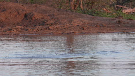 a submerged hippo pops up in the water on a late afternoon in africa