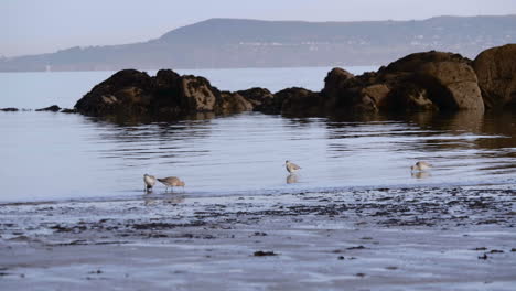 Flock-Of-Migratory-Godwit-Birds-On-The-Calm-Water-Ocean-With-Sea-Stack-Through-Misty-Morning-In-South-Ireland-Near-Dublin