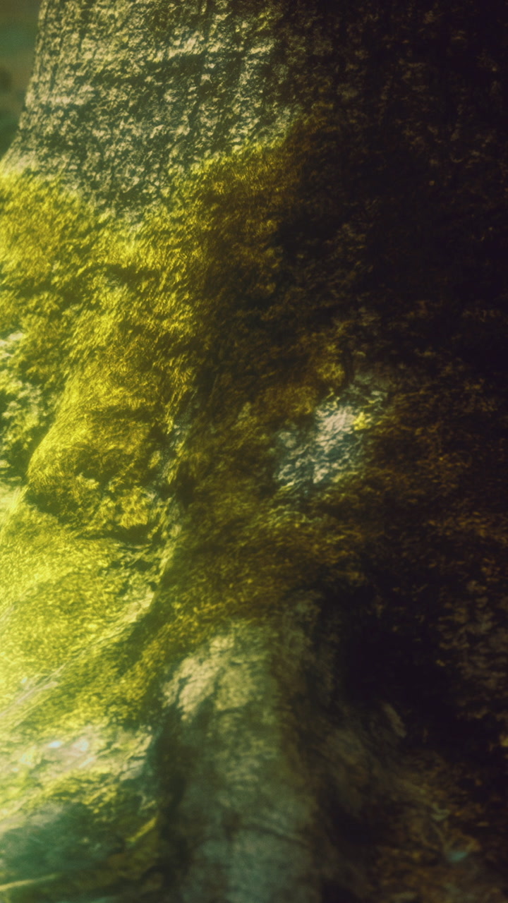 Sunlight shines on underwater plants in a natural water body in the afternoon