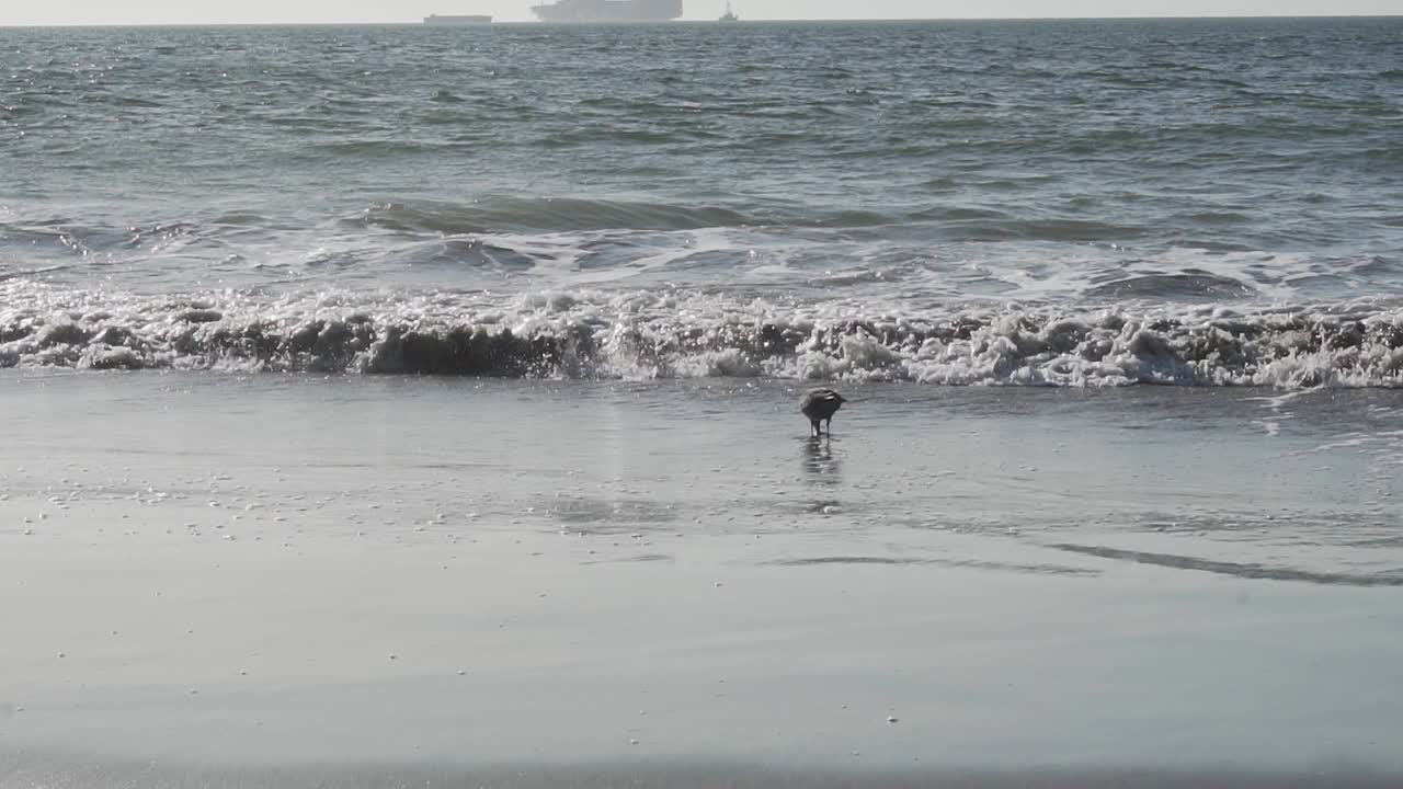 Slow Motion of Heermann's Gull on Baker Beach of San Francisco Bay. California. Bird Looking For Food in Waves