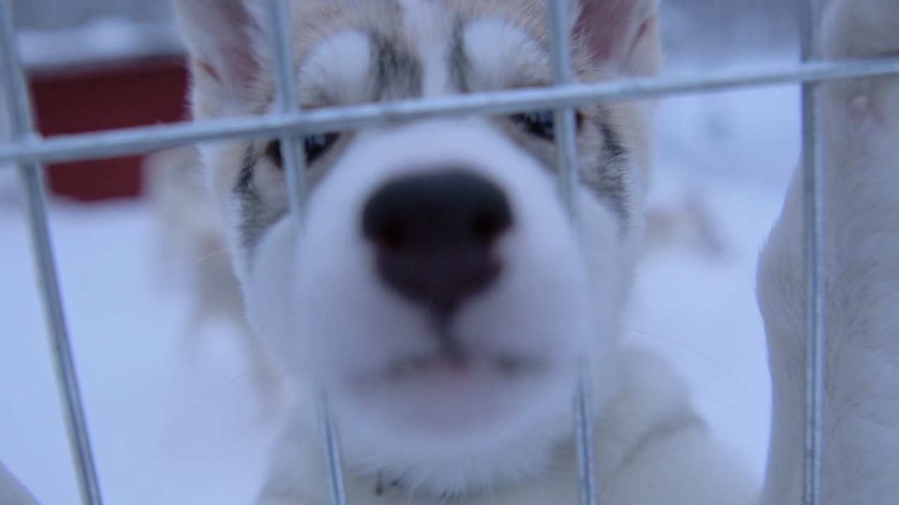 Husky Puppies Behind a Fence