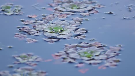 Water-caltrop,-chestnut,-buffalo-nut,-bat-nut,-devil-pod,-ling-nut,-lin-kok,-ling-kio-nut,-mustache-nut,-singhada-in-lake-Pokrata-in-summer