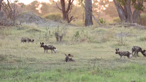 Plano-General-Extremo-De-Perros-Salvajes-Africanos-Jugando-Con-Las-Sobras-De-Una-Matanza,-Khwai-Botswana