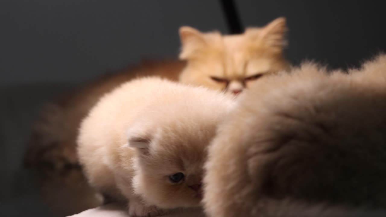 Mamma gatta persiana che veglia sulla sua cucciolata