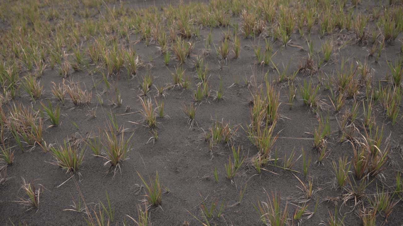Wild rice paddy crop grow on dry land rural Indonesia agriculture nature plants