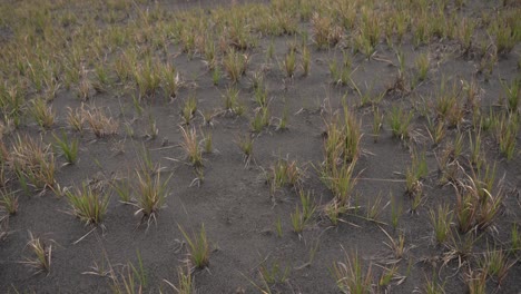 wild rice paddy crop grow on dry land rural indonesia agriculture nature plants