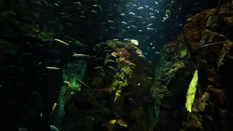 escuela de peces nadando alrededor de las rocas del acuario