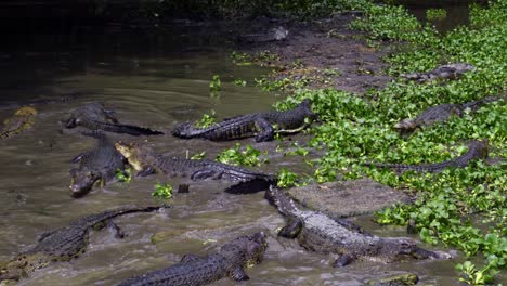 Barnacles-Crocodile-Farm,-Balikpapan,-Indonesia---Crocodiles-Zoo-Park