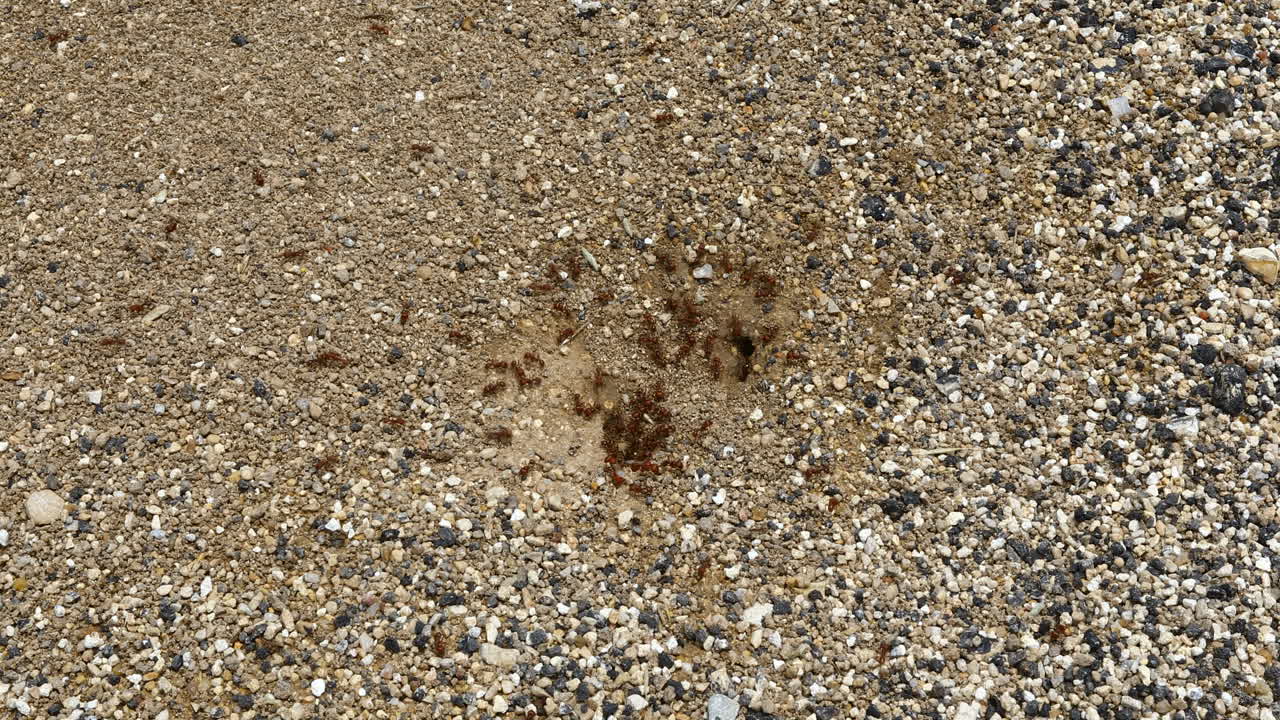 둥지로 들어가는 붉은 수확개미