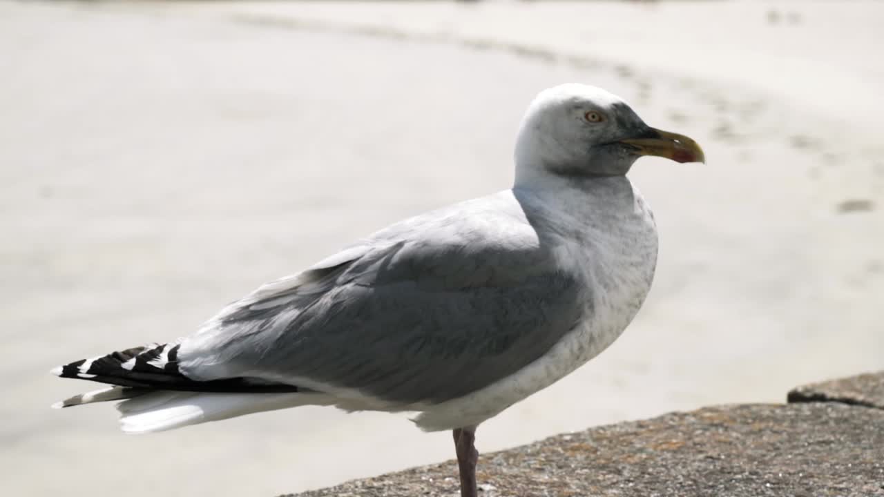 Grey Gull on a Wall
