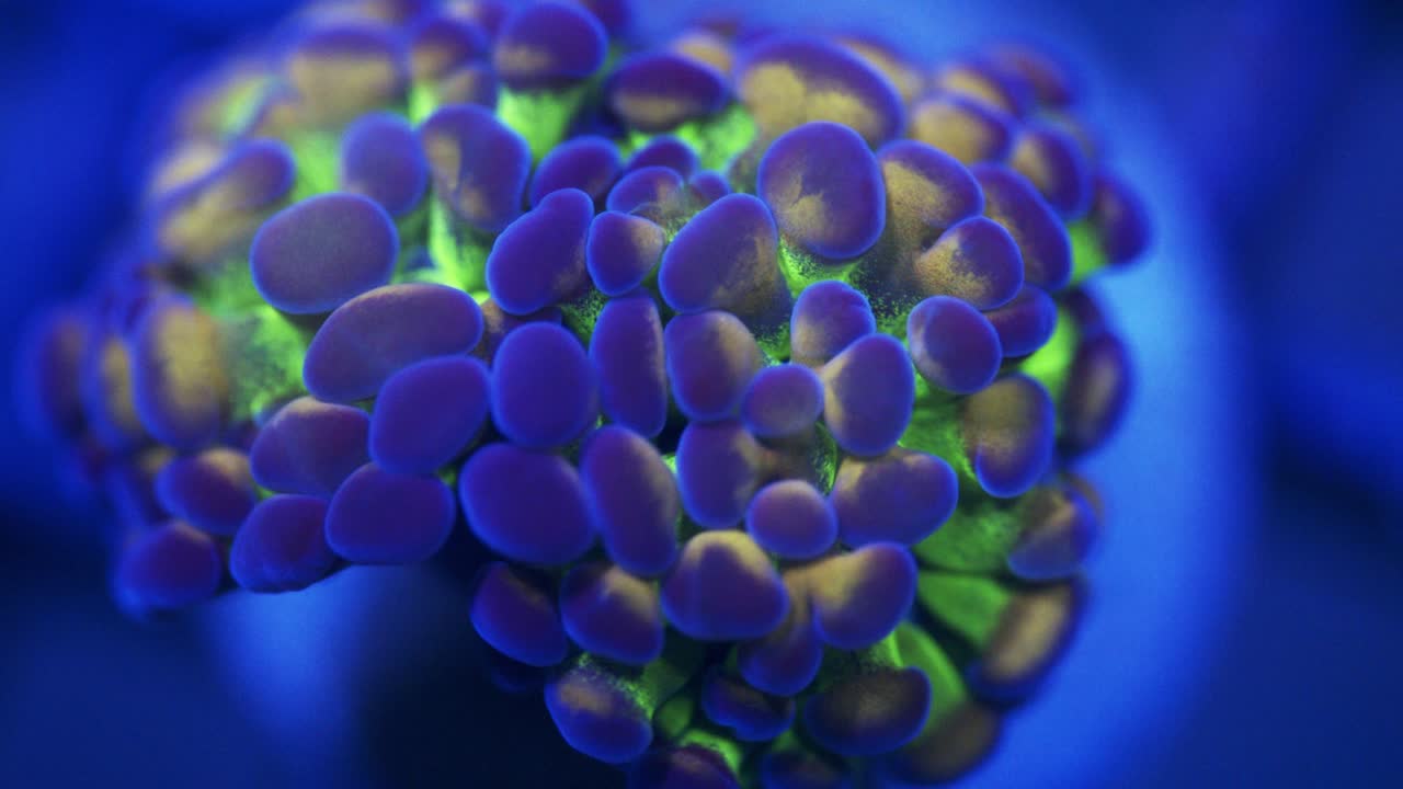 Macro shot of a Green, orange, and purple Voodoo Child Euphyllia coral gently swaying in reef tank under actinic lighting.