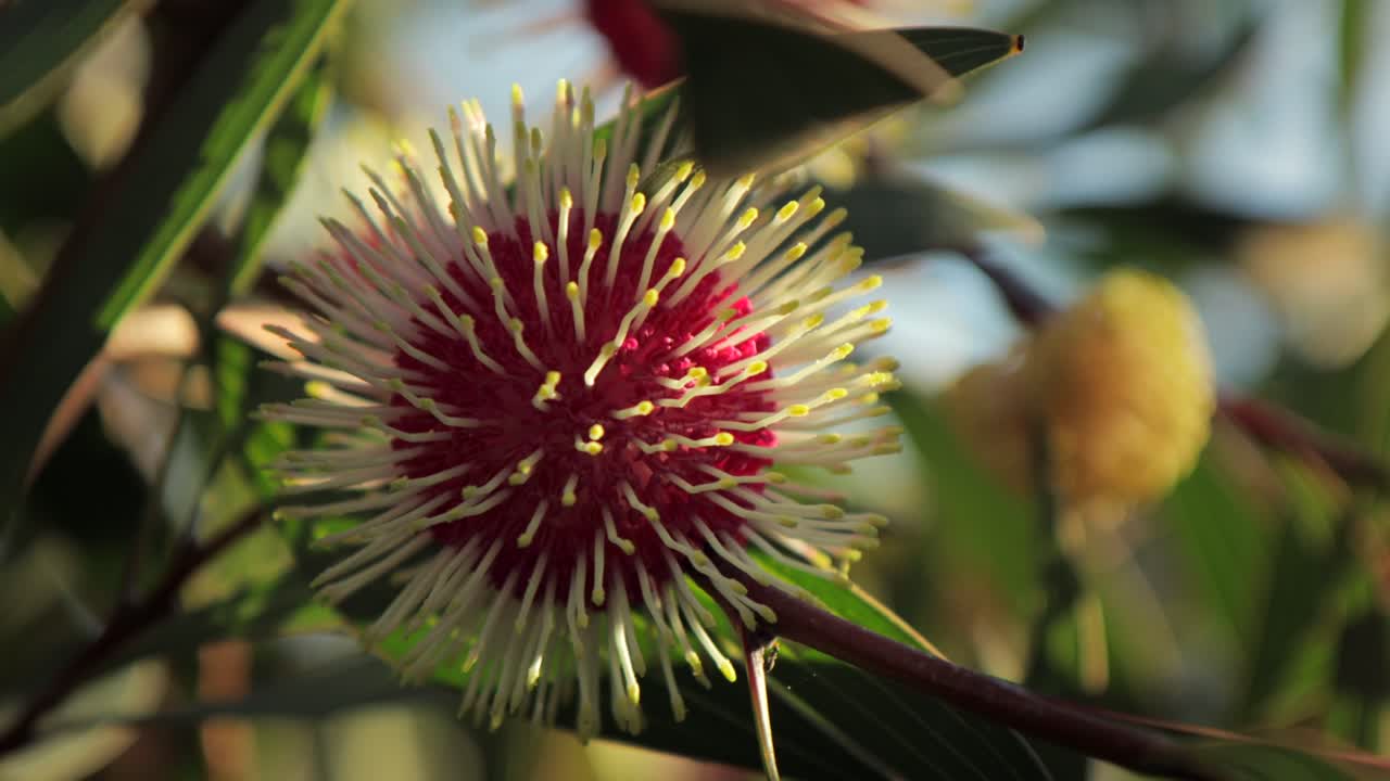 헤이키아 로리나 (hakea laurina) 핀 쿠션 식물 (close up, ant climbs along stem, sunny daytime maffra, victoria, australia)