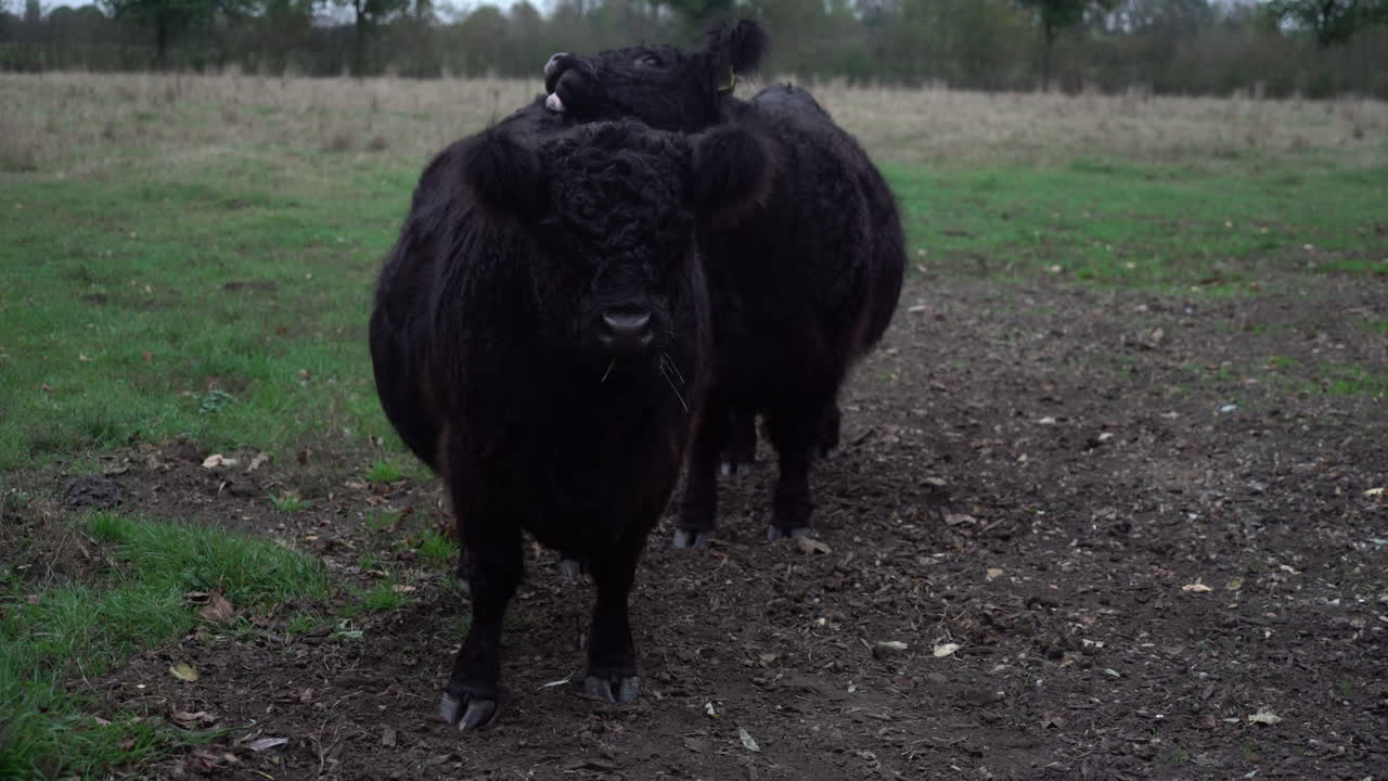 Mucca Galloway che ne lecca un'altra in un campo