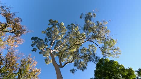 tall trees against a clear blue sky