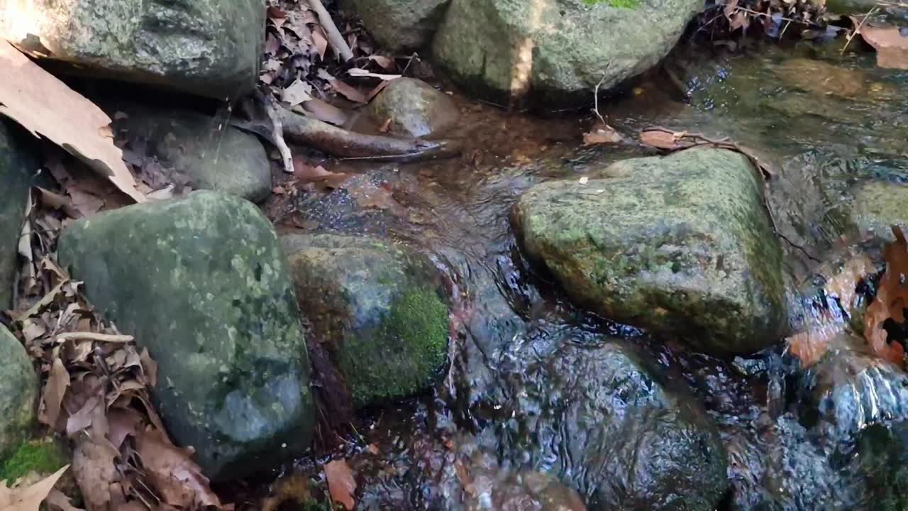 Gentle stream flowing over mossy rocks surrounded by forest debris in Gualba, Barcelona