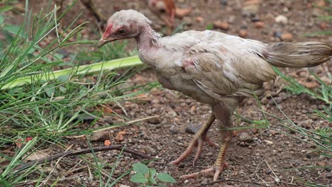 Organic-Free-Range-wild-Chickens-on-a-traditional-poultry-farm-walking-on-a-Grass