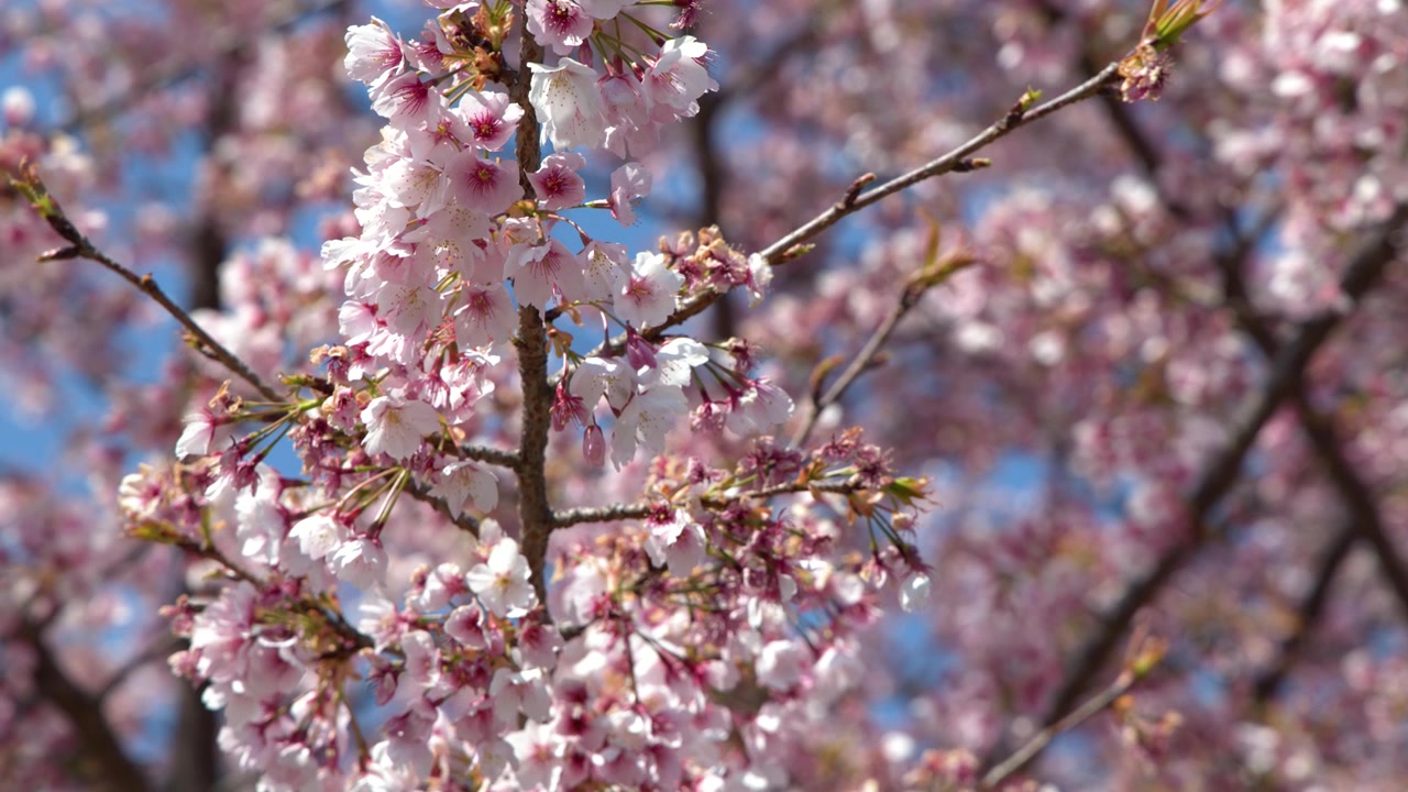 Berrak mavi bir gökyüzünün altında nazikçe sallanan dallardaki pembe sakura çiçeklerinin yakın çekimi.