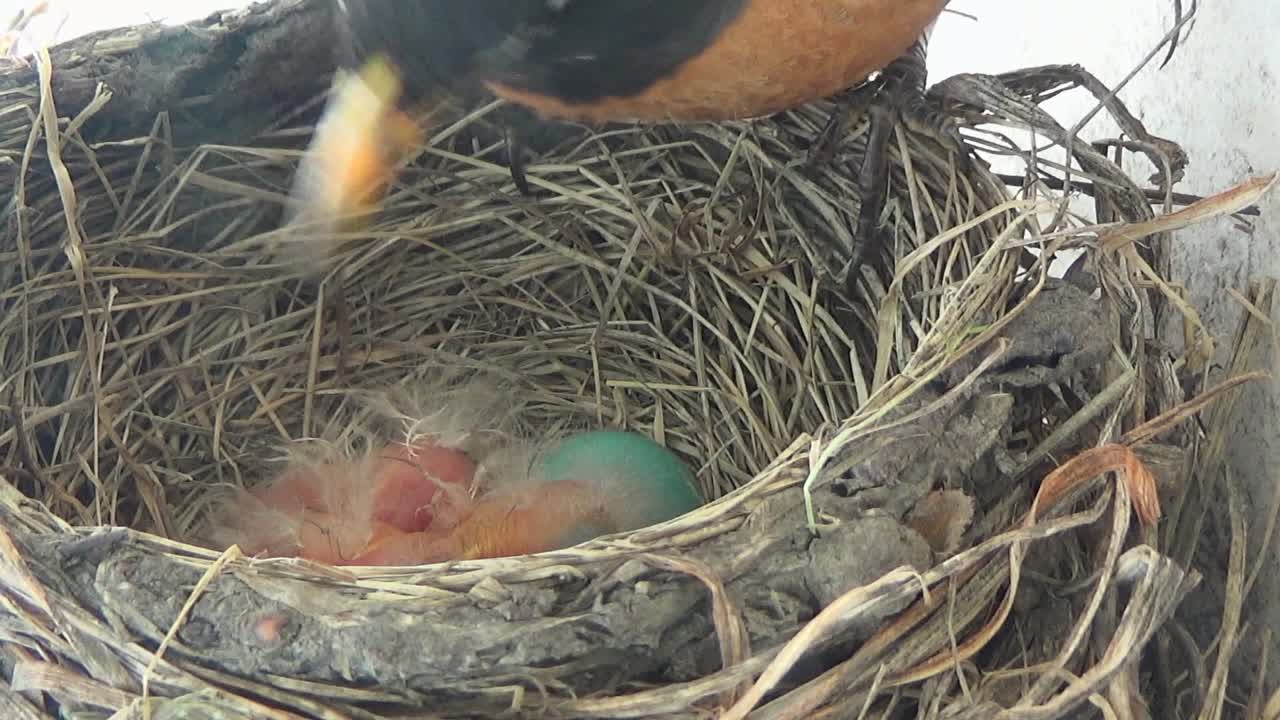 Mother Robin rotates eggs in nest, disturbing her two bald babies