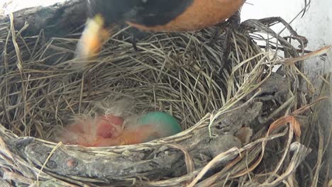 Mutter-Rotkehlchen-Dreht-Eier-Im-Nest-Und-Stört-Ihre-Beiden-Kahlen-Babys