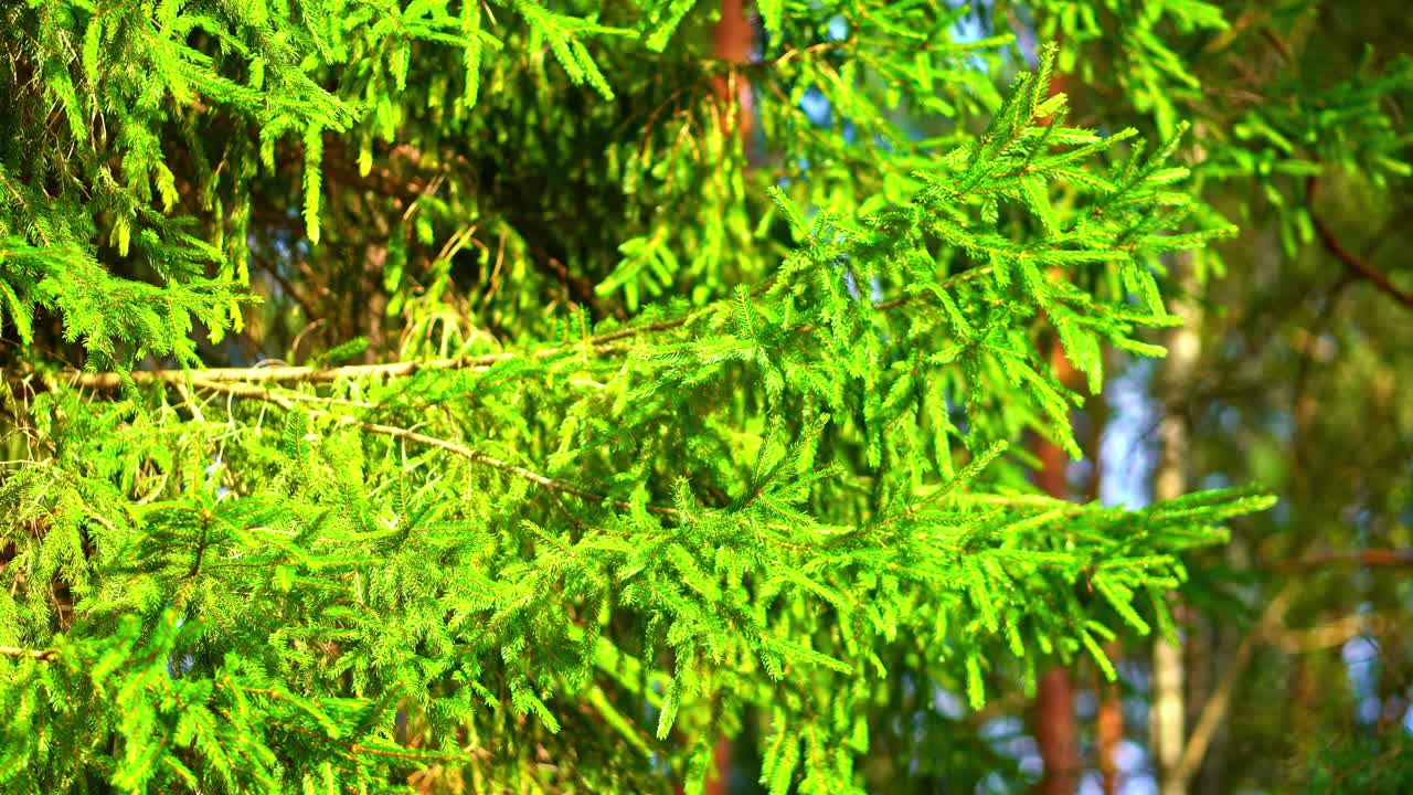 Close-up of green spruce branch lit by sunlight in forest clearing, natural background