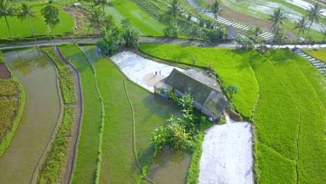 Tiro-De-Drone-De-Granjero-Está-Trabajando-En-La-Cabaña-En-Medio-Del-Campo-De-Arroz-Para-Secar-El-Arroz-Después-De-La-Cosecha