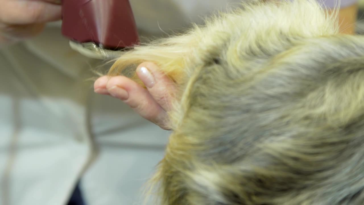 en el salón de cuidado de mascotas