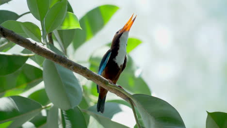 White-Throat-Kingfisher-perched-on-tree-at-Hampstead-Wetlands-Park,-Singapore