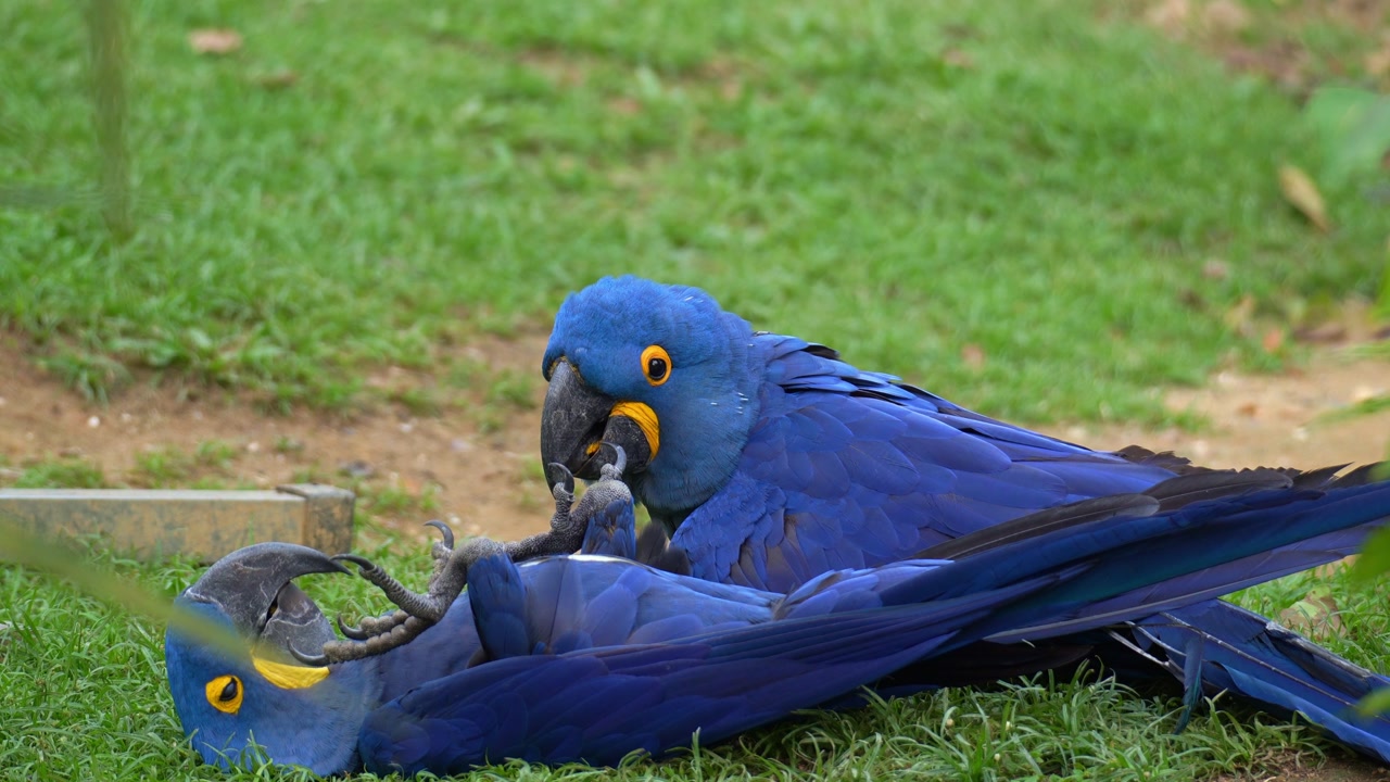 A pair of Hyacinth Macaws (Anodorhynchus hyacinthinus) share a moment of playful interaction on the grassy ground, close up shot.