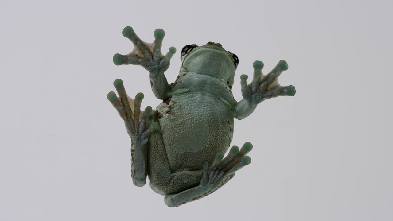 Milky tree frog moves around on class - as seen from below - isolated on white background