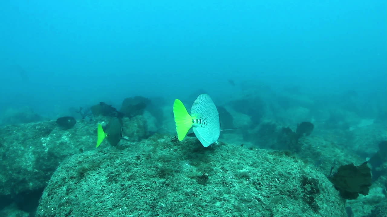 méxico buceo 0 14