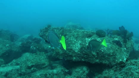 Buceo-en-México-0-14