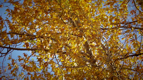 closeup of quaking aspen with yellow foliage in autumn